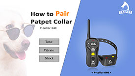 Pair-the-Patpet-collar-640