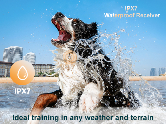 651 Puppy Training Collar - IPX7 Waterproof