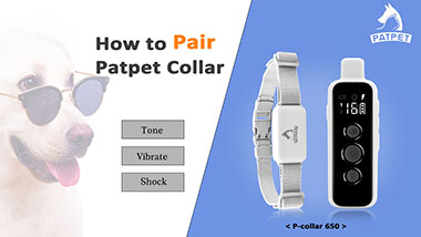 3 Steps to Pair The Training Collar Success - Video Guide | Patpet