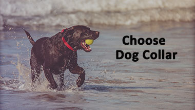 How to choose dog training collar