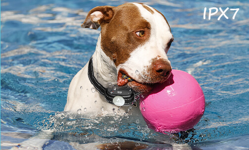 Wear Patpet Training Collar's Dog in the Pool