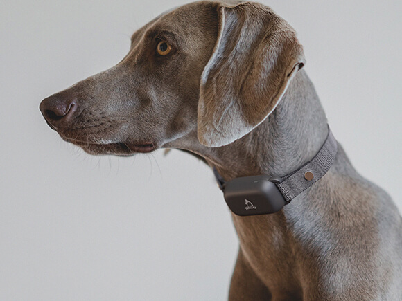 shock collar with remote control on the dog neck- PATPET 370