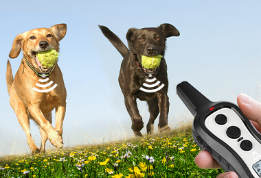 2 dog shock collar with remote - Patpet