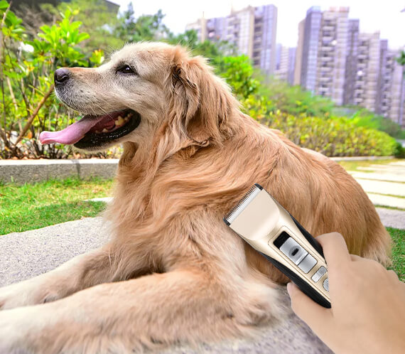 Using grooming hair clipper on the large dog
